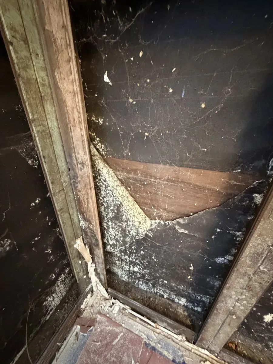 Mold found inside a wall cavity during remediation in Mendocino County